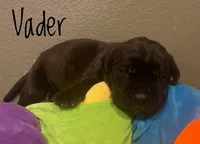 Vader, a male Neapolitan Mastiff and English Mastiff for sale in Neosho, MO – Photo 2 of 4