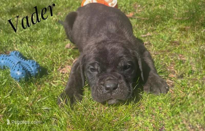 Vader – Neapolitan Mastiff, English Mastiff puppy for sale in Neosho, MO