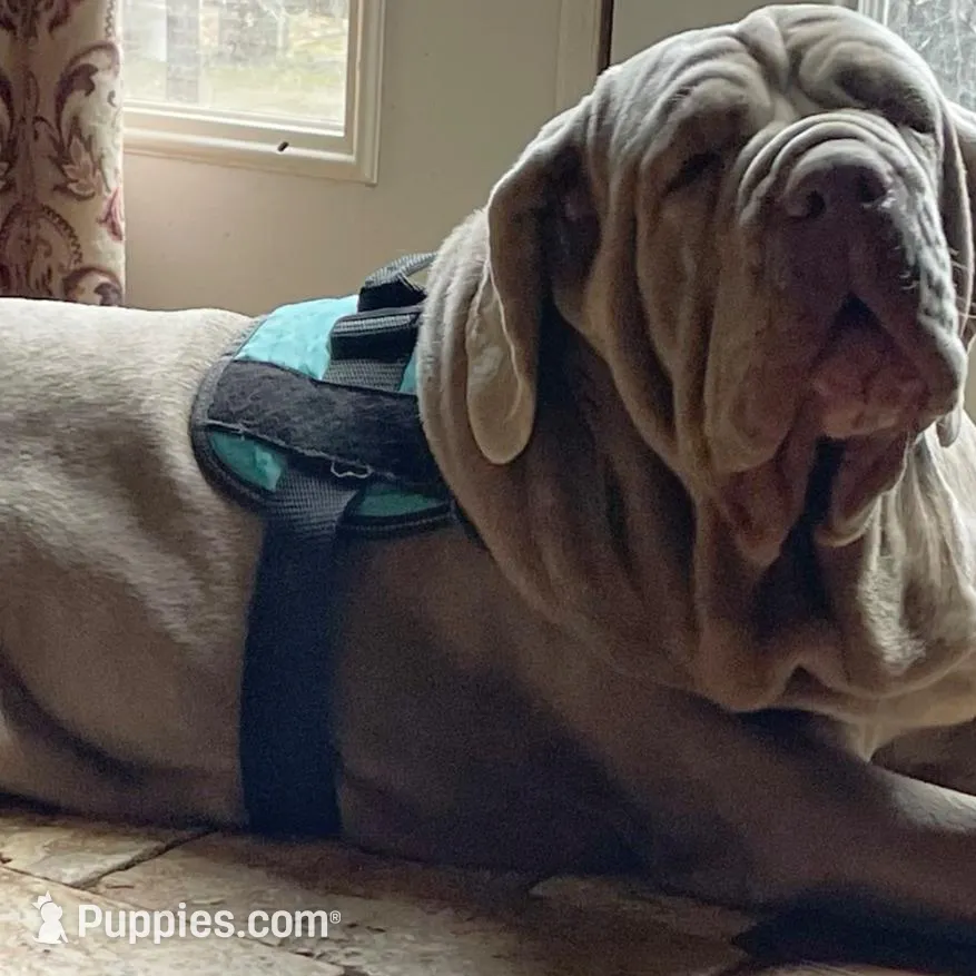 Vader, a male Neapolitan Mastiff and English Mastiff for sale in Neosho, MO – Photo 3 of 4