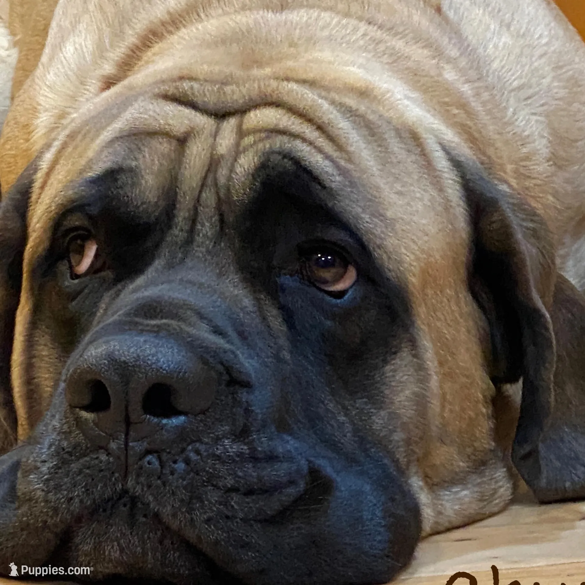 Vader, a male Neapolitan Mastiff and English Mastiff for sale in Neosho, MO – Photo 4 of 4