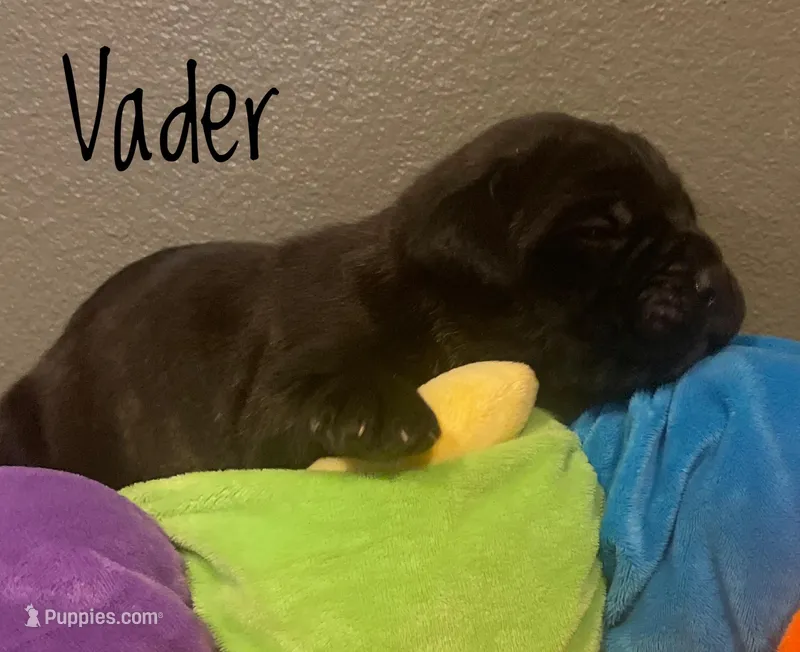 Vader, a male Neapolitan Mastiff and English Mastiff for sale in Neosho, MO – Photo 1 of 4