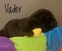 Vader, a male Neapolitan Mastiff and English Mastiff for sale in Neosho, MO – Photo 1 of 4