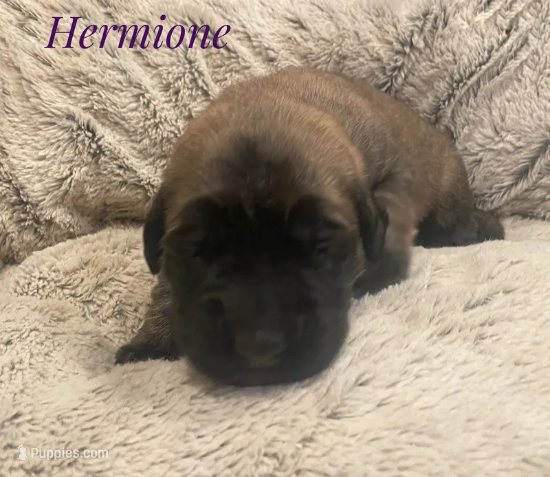 Hermione – English Mastiff puppy for sale in Neosho, MO
