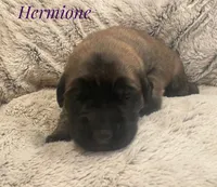 Hermione, a female English Mastiff for sale in Neosho, MO – 1 of 2
