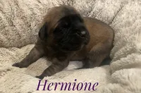 Hermione, a female English Mastiff for sale in Neosho, MO – 2 of 2