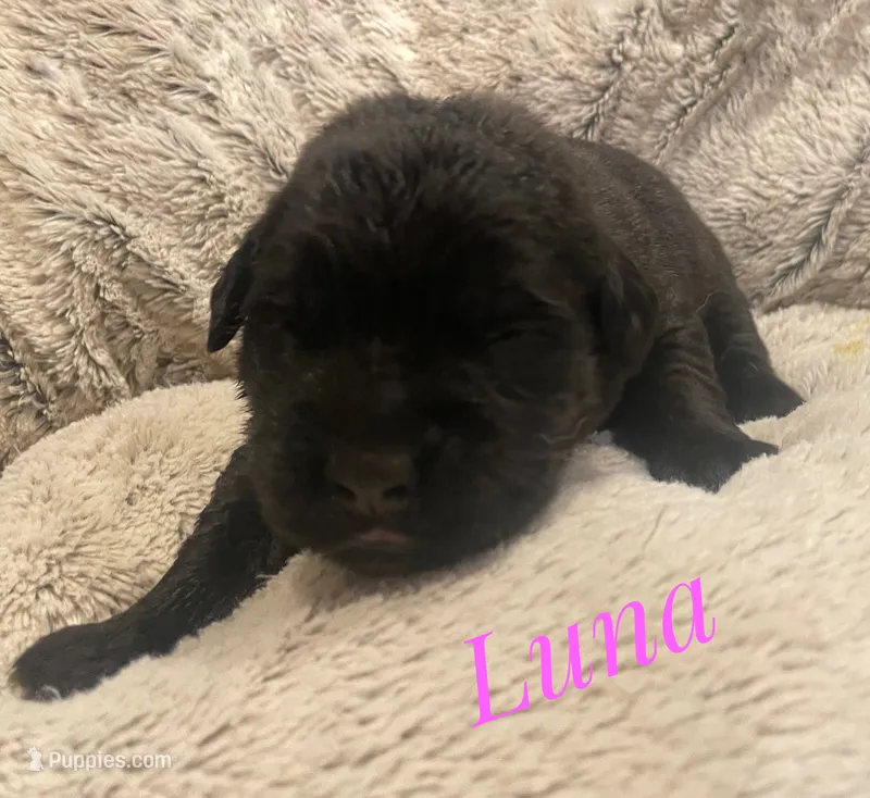Luna – English Mastiff puppy for sale in Neosho, MO