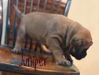 Juniper, a female English Mastiff for sale in Neosho, MO – 4 of 7