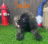 Shadow, a male English Mastiff for sale in Neosho, MO – 2 of 2