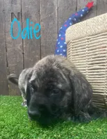 Odie, a male English Mastiff for sale in Neosho, MO – 2 of 2