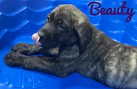 Beauty, a female English Mastiff for sale in Neosho, MO – 2 of 3
