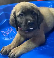 Daisy, a female English Mastiff for sale in Neosho, MO – 3 of 3