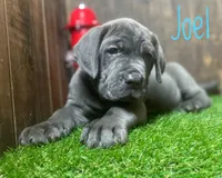 Joel, a male Neapolitan Mastiff for sale in Neosho, MO – 4 of 4
