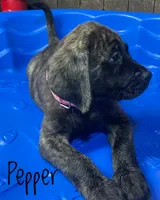 Pepper , a female English Mastiff for sale in Neosho, MO – 3 of 3