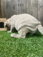 Diamond, a female Neapolitan Mastiff for sale in Neosho, MO – 5 of 5
