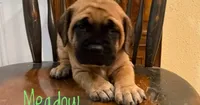 Meadow, a female English Mastiff for sale in Neosho, MO – 5 of 5