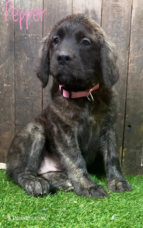 Pepper  – English Mastiff puppy for sale in Neosho, MO