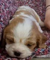 processed/b31f6b3e-a56c-4f19-af5d-a34b738358e4/facility/15483e68-cca5-4acd-a0d0-a01275a1b5db