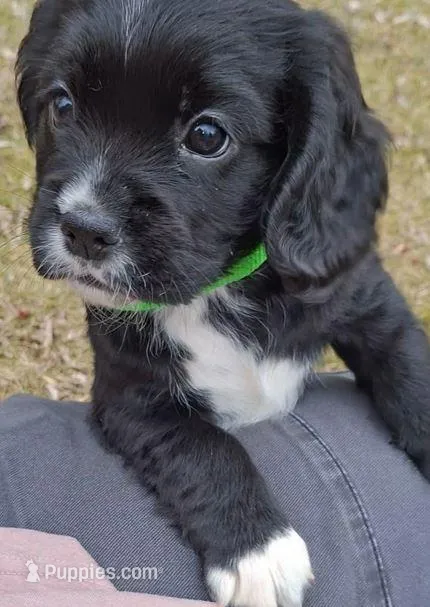 Artemis – English Cocker Spaniel, Cavalier King Charles Spaniel puppy for sale in Watertown, MN