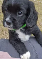 Artemis, a female English Cocker Spaniel and Cavalier King Charles Spaniel for sale in Watertown, MN – Photo 2 of 3