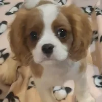 Louis, a male Cavalier King Charles Spaniel for sale in Watertown, MN – Photo 1 of 6