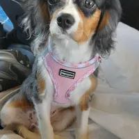 Louis, a male Cavalier King Charles Spaniel for sale in Watertown, MN – Photo 6 of 6