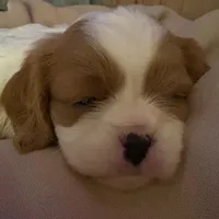 Louis, a male Cavalier King Charles Spaniel for sale in Watertown, MN – Photo 2 of 6