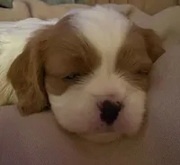 processed/b31f6b3e-a56c-4f19-af5d-a34b738358e4/listing/976fdca0-14c5-4bcb-833a-a3a104511e11/83c2d55a-0097-42f9-80ef-9924a6b97527