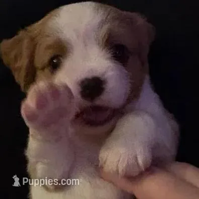 Louis, a male Cavalier King Charles Spaniel for sale in Watertown, MN – Photo 4 of 6