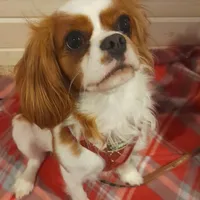 Louis, a male Cavalier King Charles Spaniel for sale in Watertown, MN – Photo 5 of 6