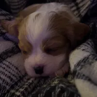 Romeo, a male Cavalier King Charles Spaniel for sale in Watertown, MN – Photo 3 of 7