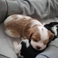 Romeo, a male Cavalier King Charles Spaniel for sale in Watertown, MN – Photo 2 of 7