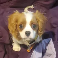 Romeo, a male Cavalier King Charles Spaniel for sale in Watertown, MN – Photo 1 of 7