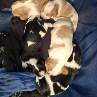 Romeo, a male Cavalier King Charles Spaniel for sale in Watertown, MN – Photo 5 of 7