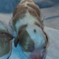 Romeo, a male Cavalier King Charles Spaniel for sale in Watertown, MN – Photo 4 of 7