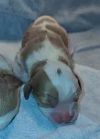 processed/b31f6b3e-a56c-4f19-af5d-a34b738358e4/listing/9a76f746-4b01-426c-8094-1f1d2e85528b/f4a321ba-814d-492c-949b-6a844faf45c9