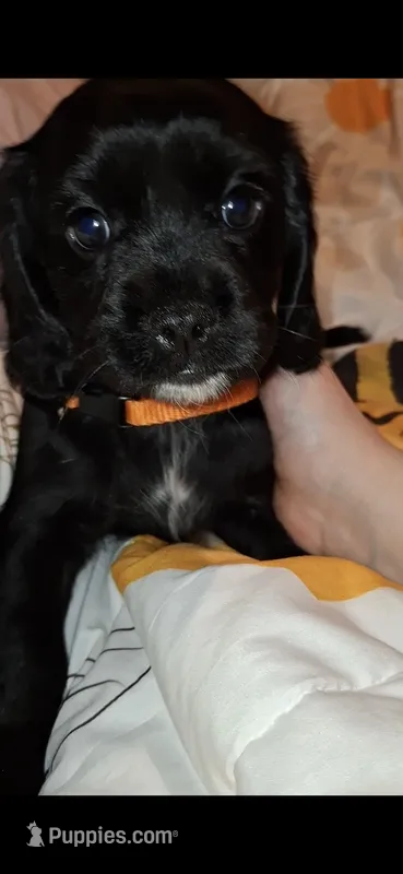 Casper – English Cocker Spaniel, Cavalier King Charles Spaniel puppy for sale in Watertown, MN