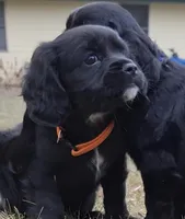 Casper, a male English Cocker Spaniel and Cavalier King Charles Spaniel for sale in Watertown, MN – Photo 3 of 3