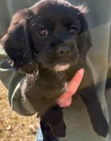Ruby, a female English Cocker Spaniel and Cavalier King Charles Spaniel for sale in Watertown, MN – Photo 1 of 4