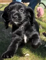 Ruby, a female English Cocker Spaniel and Cavalier King Charles Spaniel for sale in Watertown, MN – Photo 3 of 4
