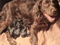 Mocha, a female English Cocker Spaniel and Cavalier King Charles Spaniel for sale in Watertown, MN – Photo 2 of 2