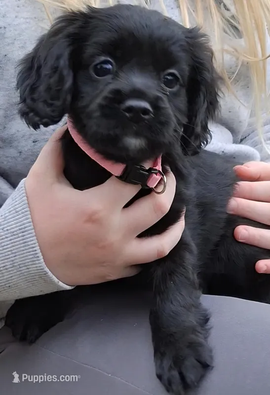 Mocha – English Cocker Spaniel, Cavalier King Charles Spaniel puppy for sale in Watertown, MN