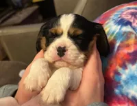 processed/b31f6b3e-a56c-4f19-af5d-a34b738358e4/listing/e990f57f-a2da-4549-ac6d-786c1f98d805/32424b7b-9ce6-49d2-9031-b4bf990a5f81