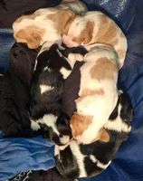 Felix, a male Cavalier King Charles Spaniel for sale in Watertown, MN – Photo 6 of 8