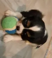 Felix, a male Cavalier King Charles Spaniel for sale in Watertown, MN – Photo 4 of 8