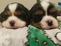 Felix, a male Cavalier King Charles Spaniel for sale in Watertown, MN – Photo 3 of 8