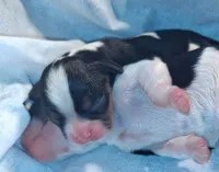 Felix, a male Cavalier King Charles Spaniel for sale in Watertown, MN – Photo 5 of 8