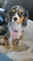 Felix, a male Cavalier King Charles Spaniel for sale in Watertown, MN – Photo 7 of 8