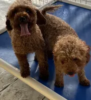 Jeanie, a female Poodle - Toy  for sale in Miami, FL – 3 of 3