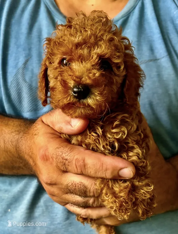 Jeanie – Poodle - Toy  puppy for sale in Miami, FL