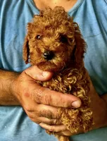 Jeanie, a female Poodle - Toy  for sale in Miami, FL – 1 of 3